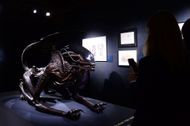 Hans Ruedi Giger "Beyond Alien" Exhibition Preview | Image via Getty